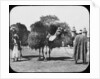 Camels carrying fodder, Egypt by Newton & Co