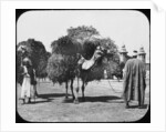 Camels carrying fodder, Egypt by Newton & Co