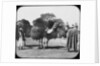 Camels carrying fodder, Egypt by Newton & Co