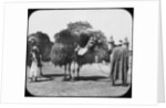 Camels carrying fodder, Egypt by Newton & Co