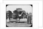 Camels carrying fodder, Egypt by Newton & Co