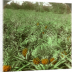 'Where the luscious pineapple grows', Florida, USA by Underwood & Underwood