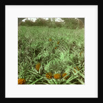 'Where the luscious pineapple grows', Florida, USA by Underwood & Underwood