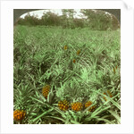 'Where the luscious pineapple grows', Florida, USA by Underwood & Underwood