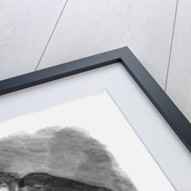 Reform Snap-Dragon by Anonymous