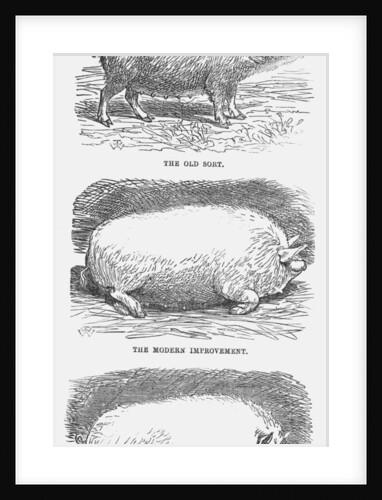 A Darwinian Idea by TW Woods