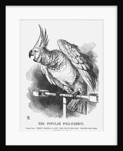 The Popular Poll-Parrot by John Tenniel
