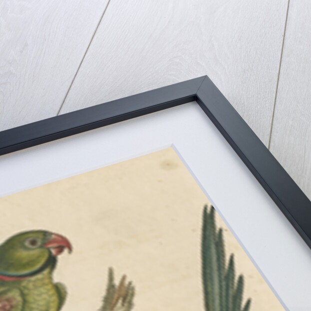 'The Ring Parrakeet, and the Blue-headed Parrakeet' by George Edwards