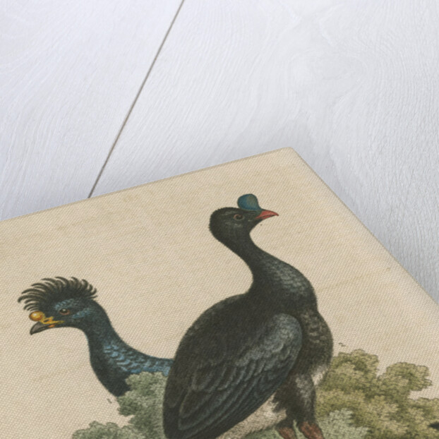 'The Curasso-Bird, and the Cushew-Bird' by George Edwards