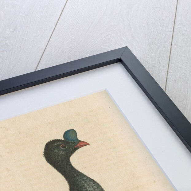 'The Curasso-Bird, and the Cushew-Bird' by George Edwards