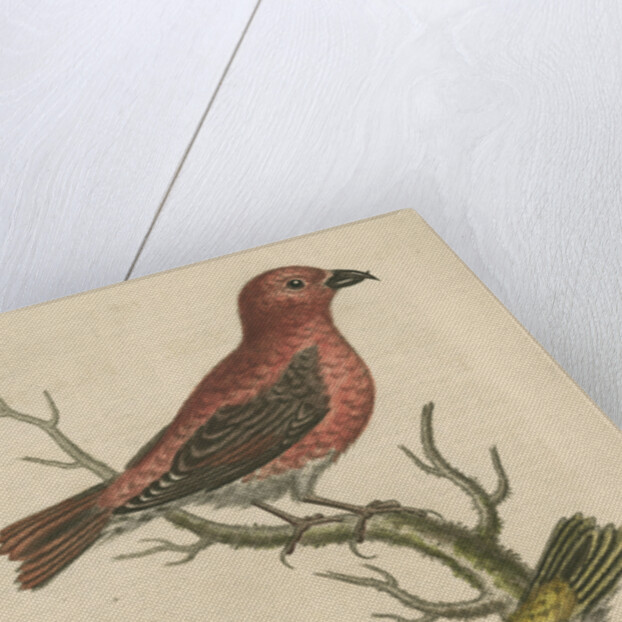 'The Cross-Bills, Cock and Hen' by George Edwards