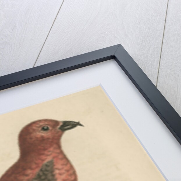 'The Cross-Bills, Cock and Hen' by George Edwards