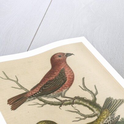 'The Cross-Bills, Cock and Hen' by George Edwards