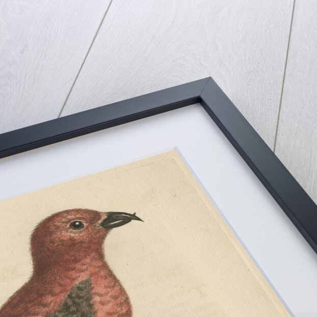 'The Cross-Bills, Cock and Hen' by George Edwards
