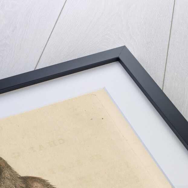 'The Sloth' by George Edwards