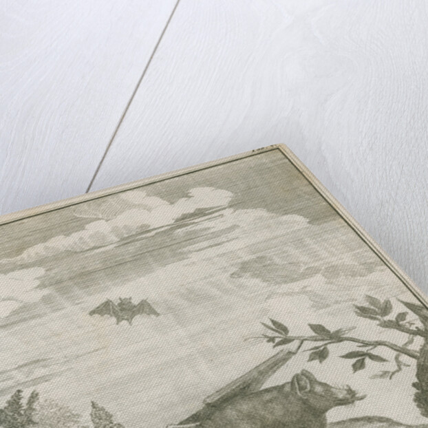 'Vespertilio Soricinus' [Greater spear-nosed bat] by Johann Jacob Bylaert