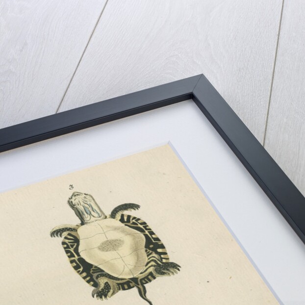 Three specimens of turtles by Friedrich Wilhelm Wunder