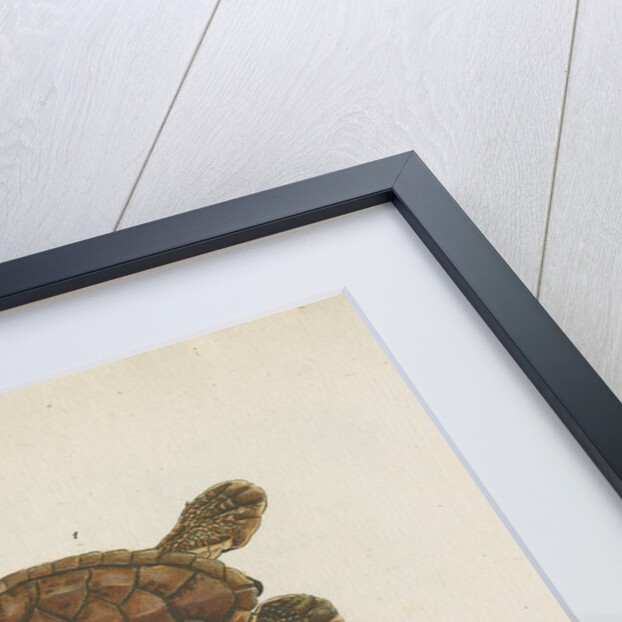 Three specimens of turtles by Friedrich Wilhelm Wunder