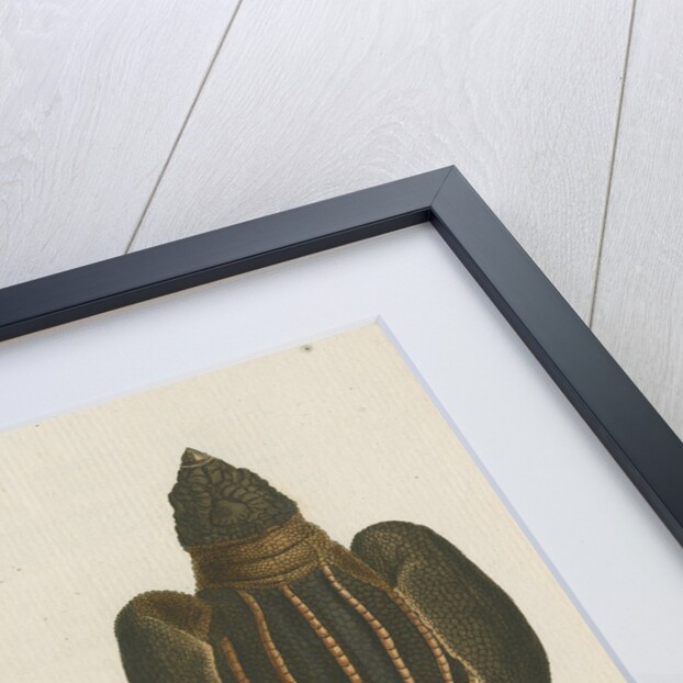 'Testudo coriacea' [Leatherback turtle] by Friedrich Wilhelm Wunder