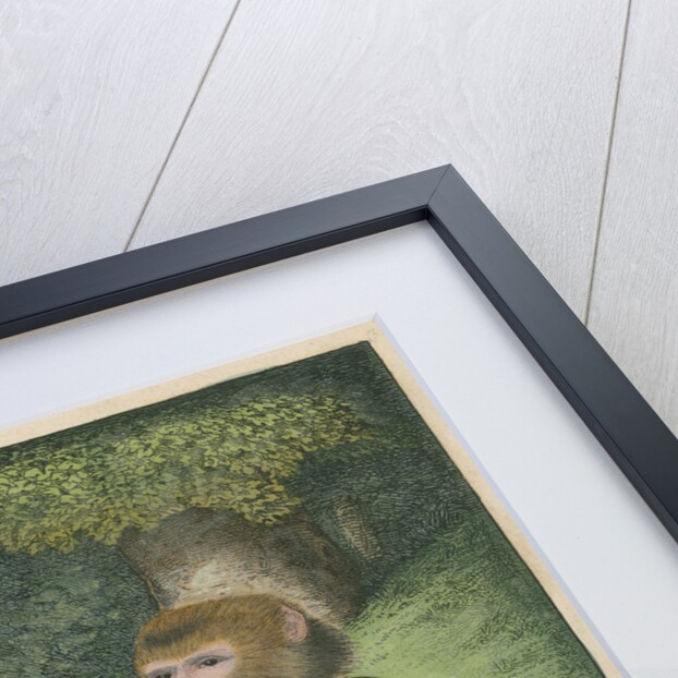'The Barbary Ape' [Barbary macaque] by James Sowerby