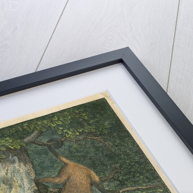 'The White Eye-Lid Monkey' [Mangabey] by James Sowerby