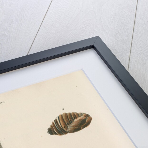 Life cycle of the Kolisurra moth by Day & Haghe