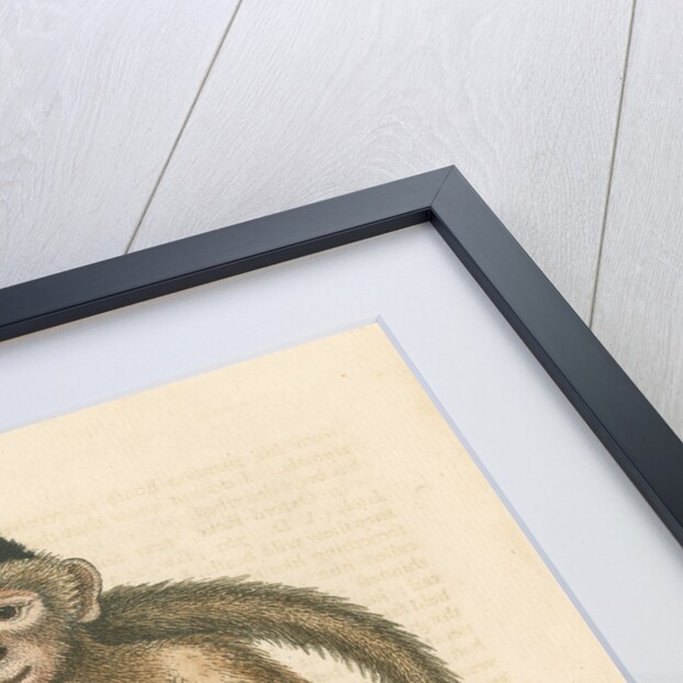 'The Bush-tailed Monkey' by George Edwards