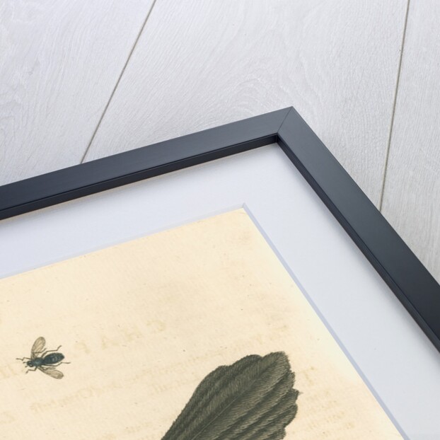 'The Yellow-winged Pye, and Greatest Locust' by George Edwards