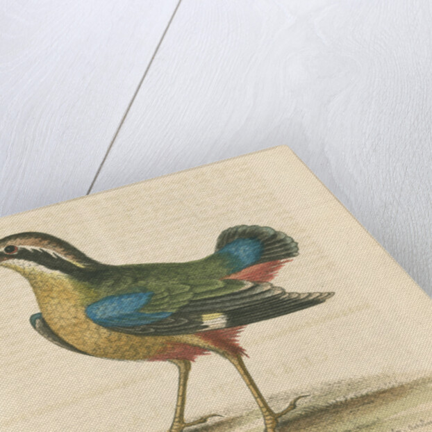 'The Short-tailed Pye &c.' by George Edwards