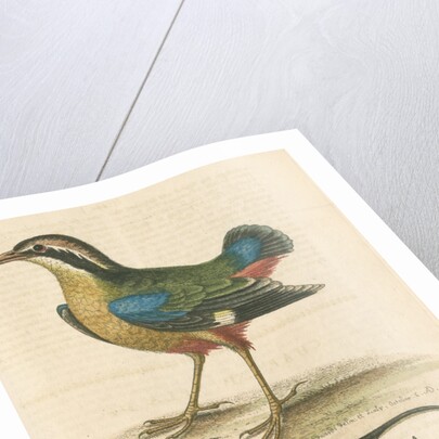 'The Short-tailed Pye &c.' by George Edwards