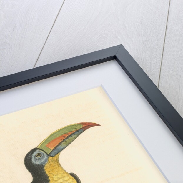 'The Yellow-breasted Toucan' by George Edwards