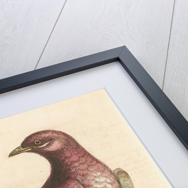 'The Pompadour [Pompadour cotinga]' by George Edwards