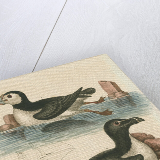 'The Puffin, and the Razor-bill' by George Edwards