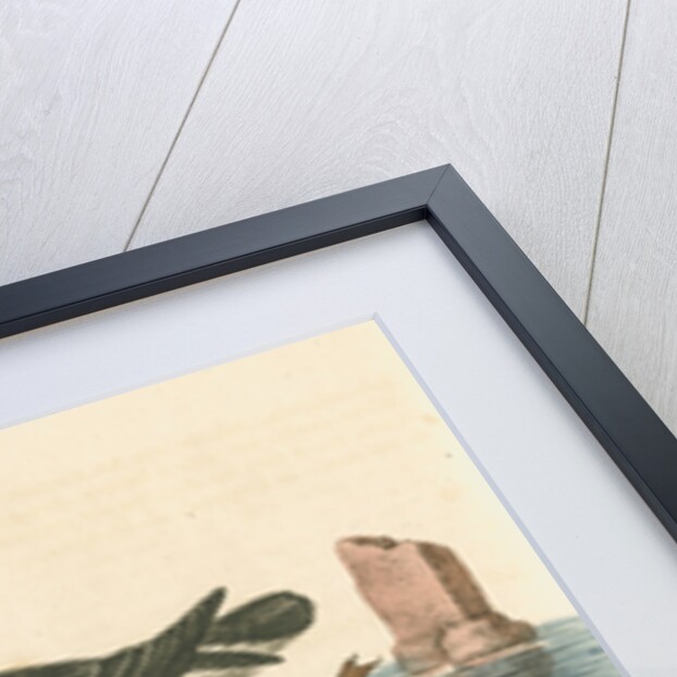 'The Puffin, and the Razor-bill' by George Edwards