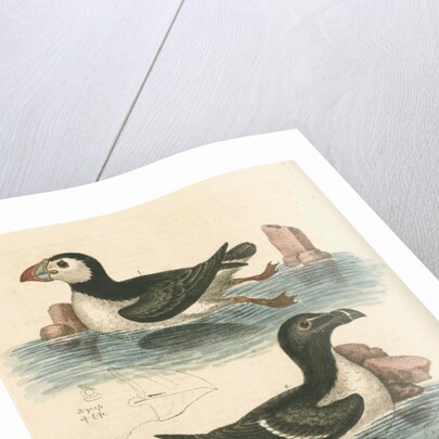 'The Puffin, and the Razor-bill' by George Edwards