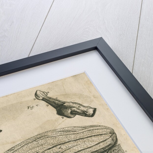 Anatomy of the porpoise by Anonymous