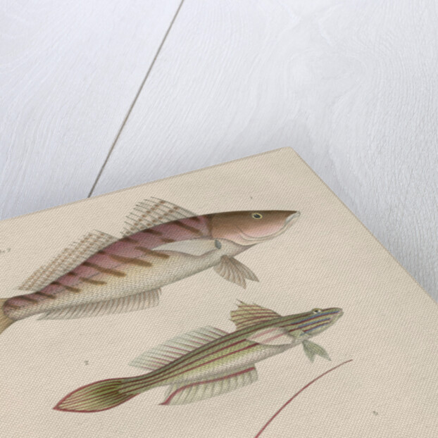 Studies of three fishes from Australia by Anonymous