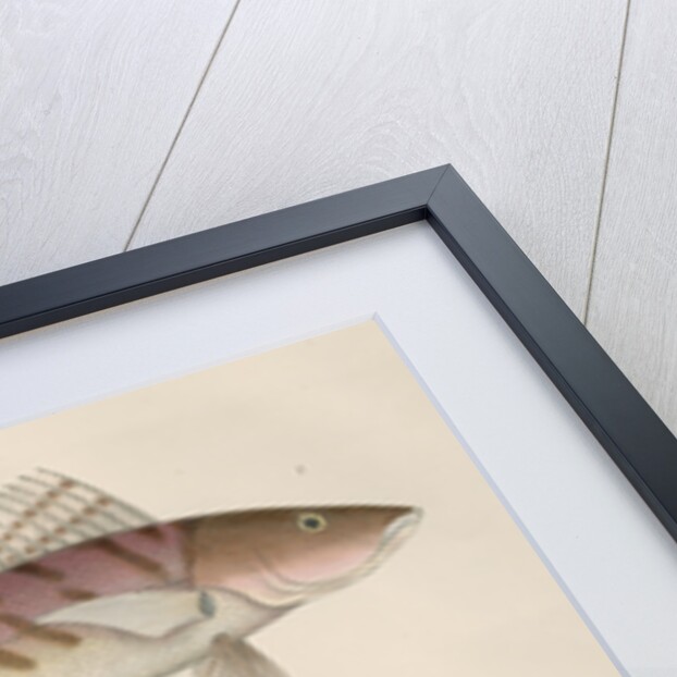 Studies of three fishes from Australia by Anonymous