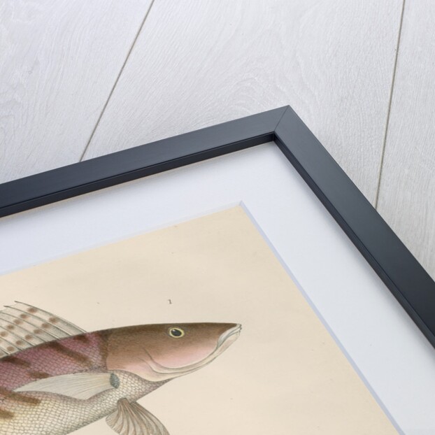 Studies of three fishes from Australia by Anonymous