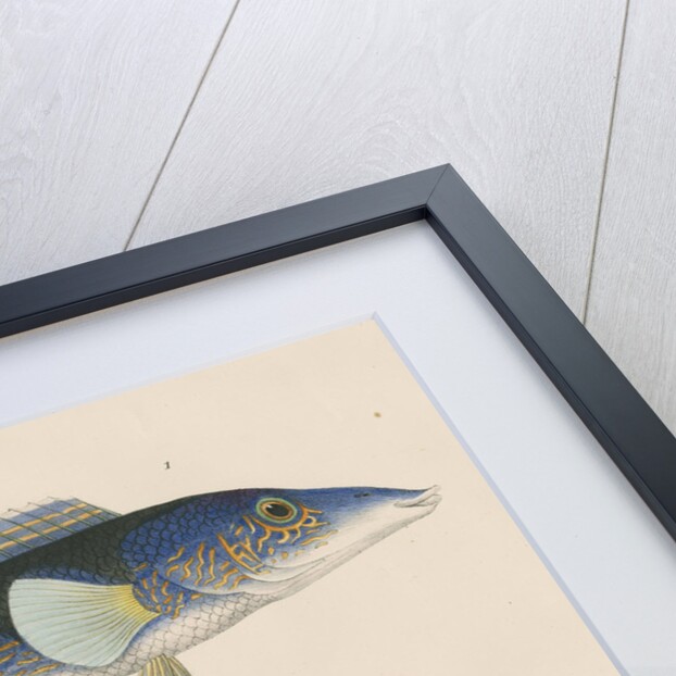 Studies of two fishes from Australia by Anonymous