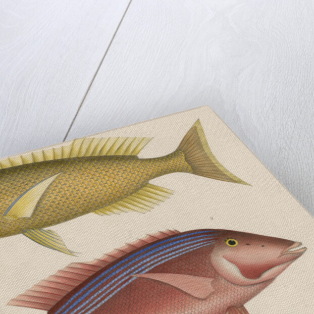 Studies of two fishes from Australia by Anonymous