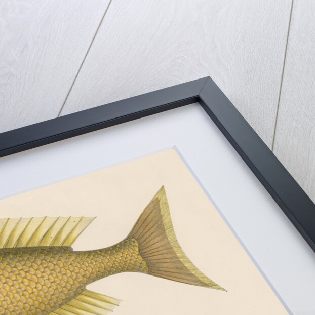 Studies of two fishes from Australia by Anonymous