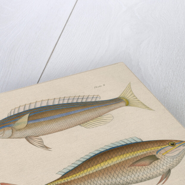 Studies of two fishes from Australia by Anonymous