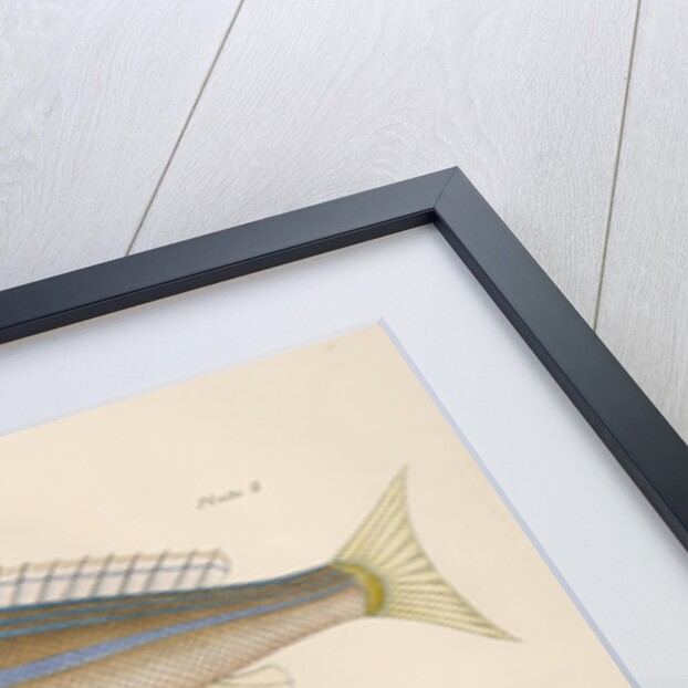 Studies of two fishes from Australia by Anonymous