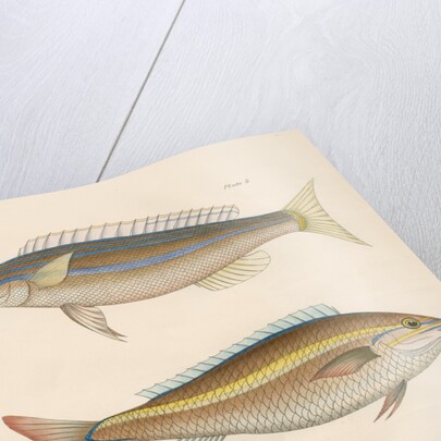Studies of two fishes from Australia by Anonymous