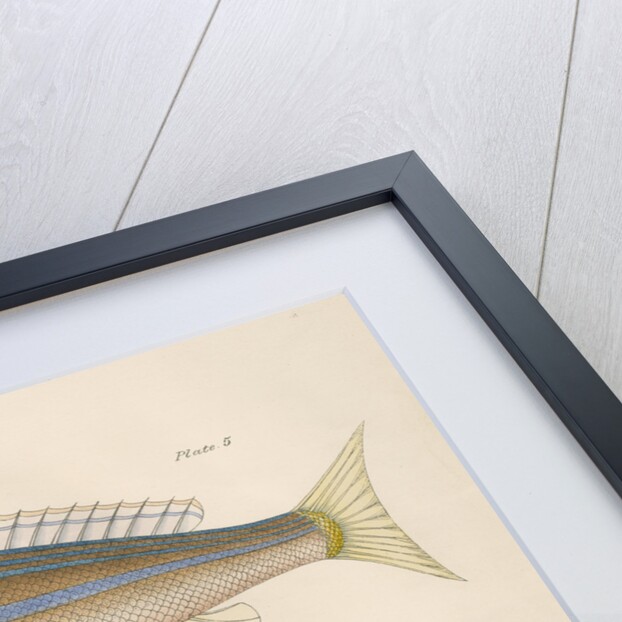 Studies of two fishes from Australia by Anonymous
