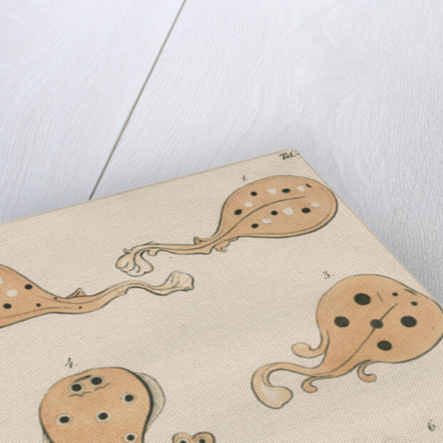 Torpedo rays in antiquity by unknown