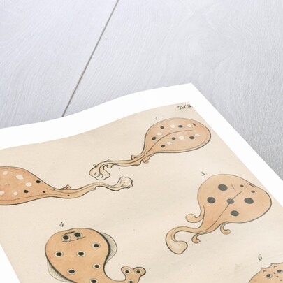 Torpedo rays in antiquity by unknown