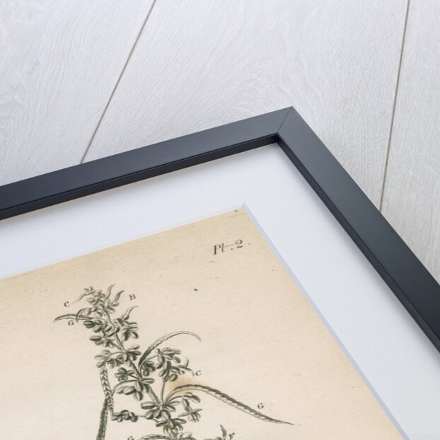 Male hemp plant by Richard Reeve