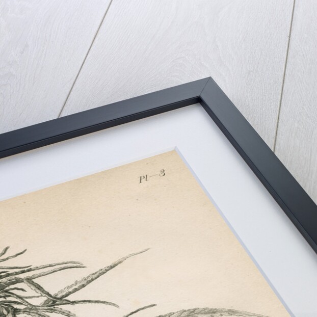 Female hemp plant by Richard Reeve